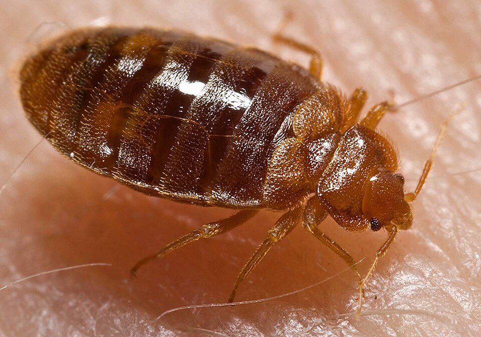 Bed bug close-up