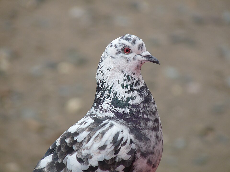 Feral pigeon