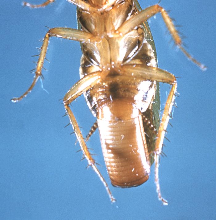 German cockroach