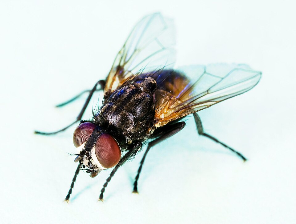 Common house fly