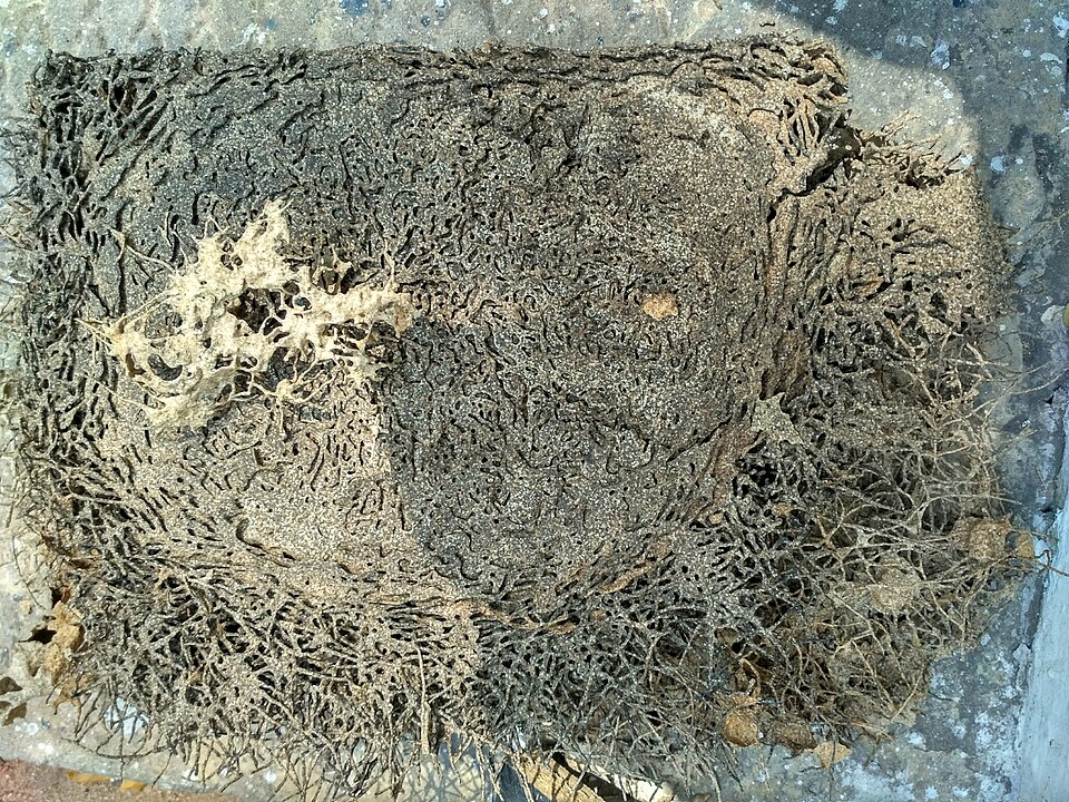 Termite damage in wood